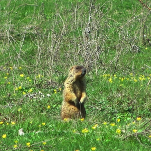 Annual fauna monitoring cycle completed.