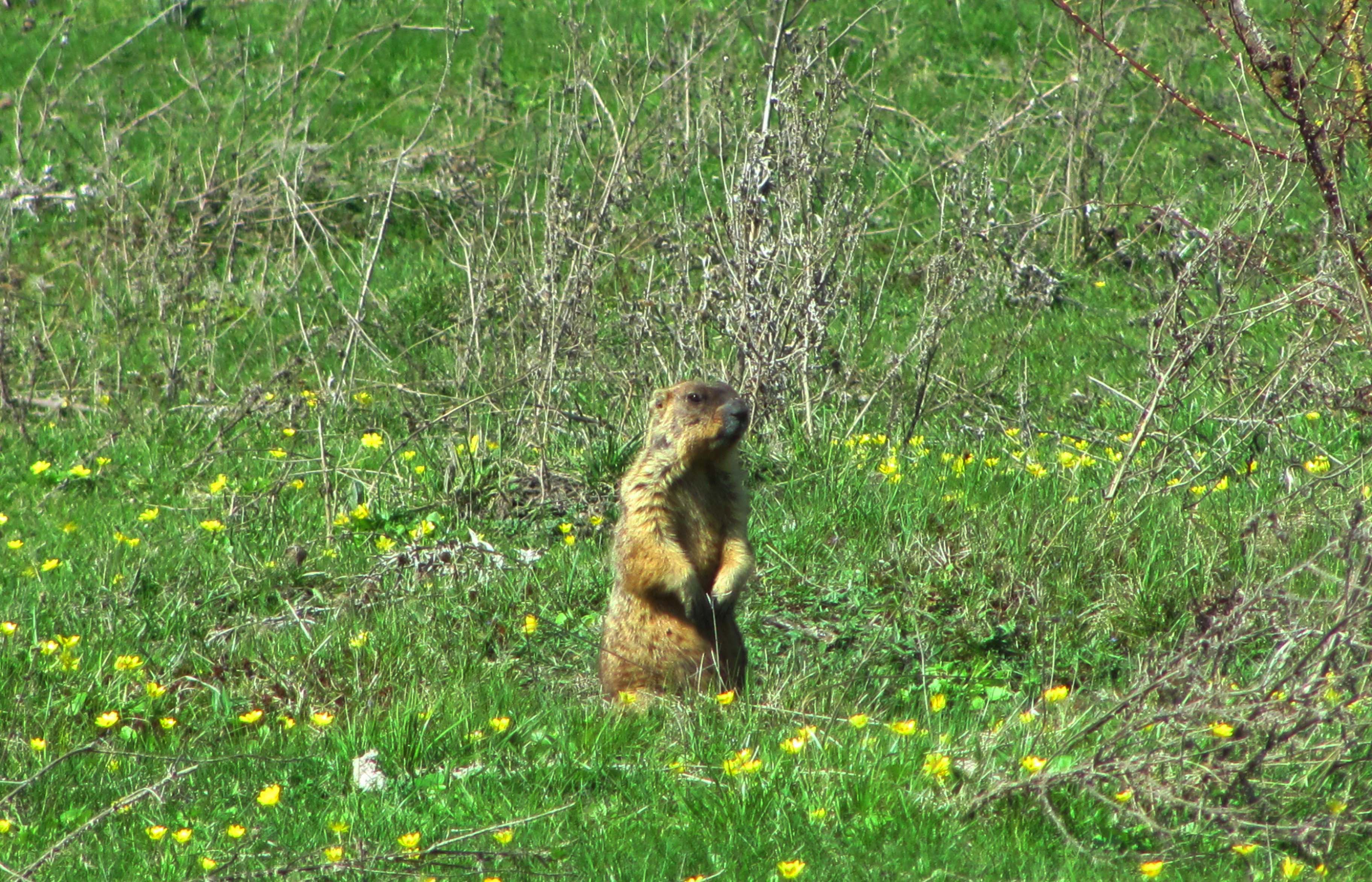 Annual fauna monitoring cycle completed.